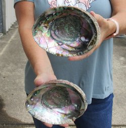2 pc Natural Green Abalone shells 6 inches - $22/lot