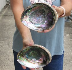 2 pc Natural Green Abalone shells 6-1/2 inches - $24/lot