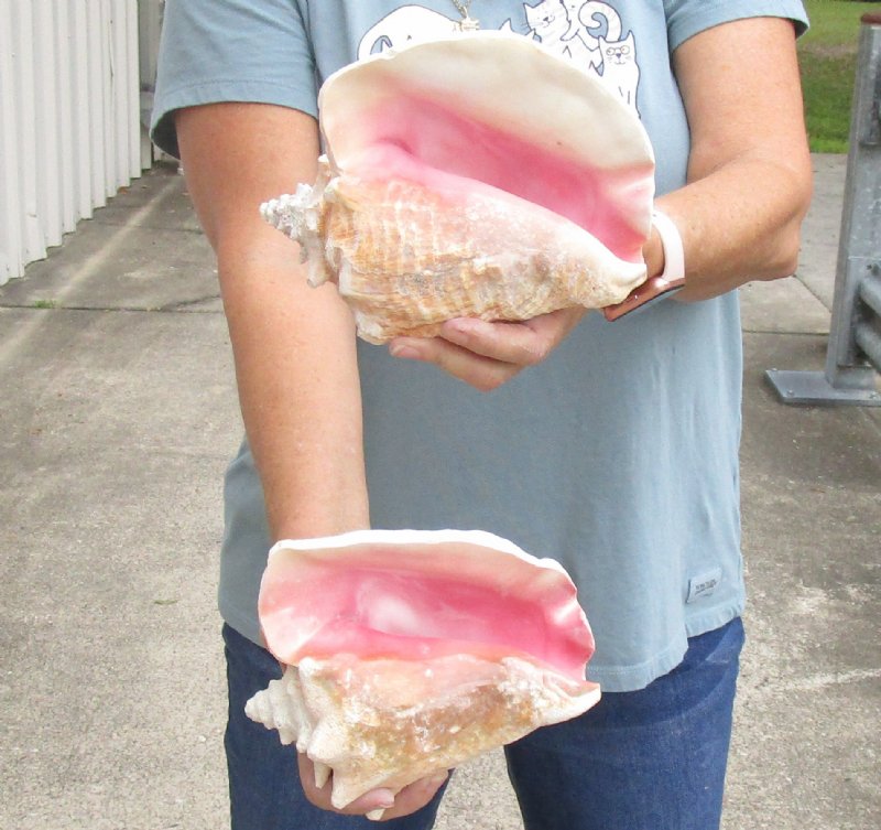 2 piece pink conch shells for sale