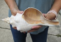 12 inches horse conch for sale, Florida's state seashell - $33