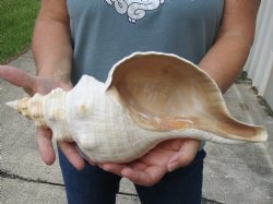14 inches horse conch for sale, Florida's state seashell - $52