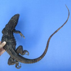 34" Preserved North American Iguana - $35