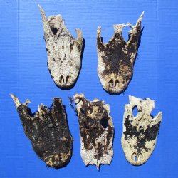 Box of Damaged, Nature Cleaned, Alligator Top Skulls ONLY, No Teeth - $20