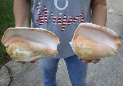 2 piece lot of Eastern Pacific Giant Conch shells for sale, 7-1/2 and 8 inch  - $33/lot