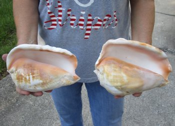 2 piece lot of Eastern Pacific Giant Conch shells for sale, 7-1/2 inch  - $33/lot