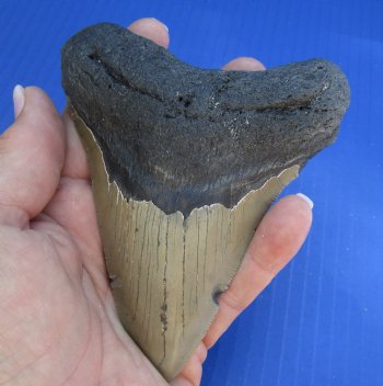 4-3/4 by 3-3/4 inches High Quality Megalodon Fossil Shark Tooth for Sale - $100