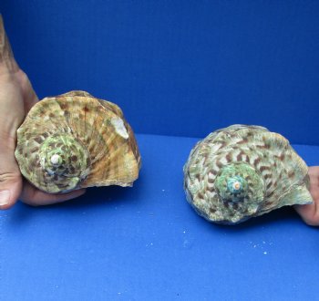 2 piece lot of 4 inch Turbo Marmoratus, green turban shells - $39/lot