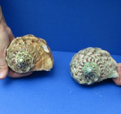2 piece lot of 4 inch Turbo Marmoratus, green turban shells - $39/lot