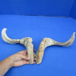 20" Matching Pair of Sheep Horns - $40