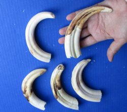 5 pc lot of 7 inch Warthog Tusks - $60/lot