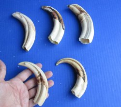 5 pc lot of 6 inch Warthog Tusks - $45/lot