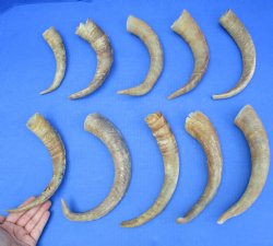 8" - 12" African Goat Horns, 10pc lot - $30