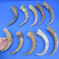 8" - 12" African Goat Horns, 10pc lot - $30