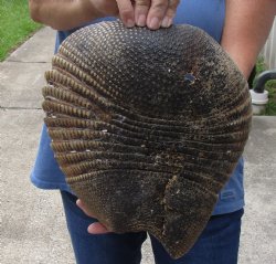 12 inch Armadillo shell cured in Borax for $40