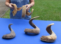 5 piece lot of B-Grade Sheep Horns 18 to 30 inches - $50/lot