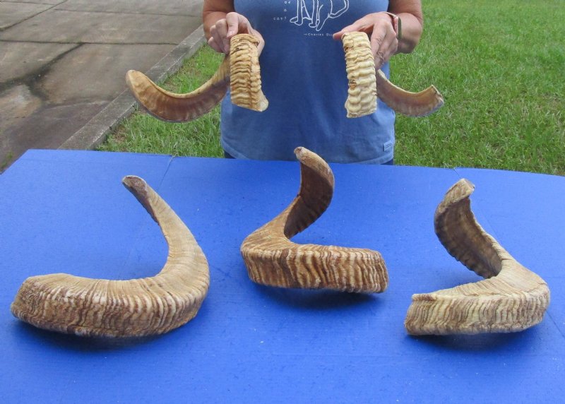 Ram Horns, Sheep Horns