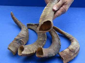 Goat Horns 12 - 16 inches - 5 pc lot for $27
