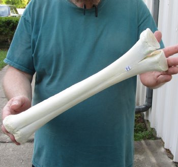 Camel leg bone for sale 15 inches - $22