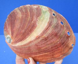 Natural Red Abalone Shell for Shell decor 7 inches wide - $20