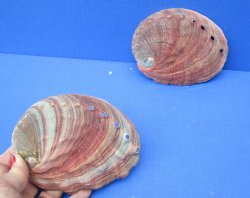 2 pc lot of Natural Red Abalone Shells for Shell decor 5 inches wide - $23/lot