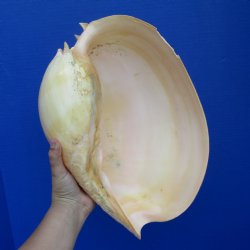 Huge 14" Melon / Heavy Baler Shell - $60