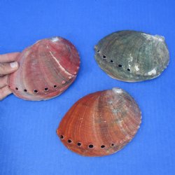 4-5" Natural Rainbow Abalone Shells, 3pc lot - $20