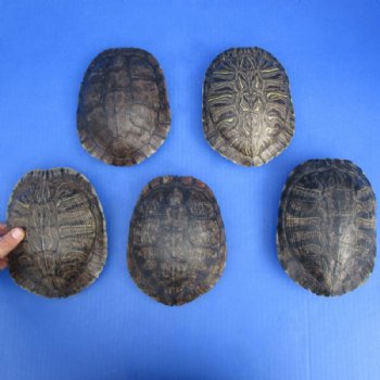 Turtle Shells, Empty Turtle Shells 