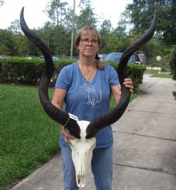 African Kudu Skull 45 inch horns for $375 (Signature Required)