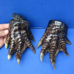 5" Alligator Feet, 2pc lot, Preserved with Formaldehyde - $40