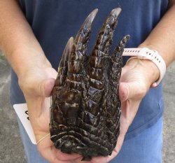 7-1/4" Alligator Foot, Preserved with Formaldehyde - $25