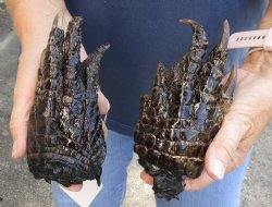 2 pc lot of Alligator Feet, Preserved with Formaldehyde 6 and 6-1/4 inches - $40/lot