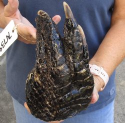7-3/4" Alligator Foot, Preserved with Formaldehyde - $25