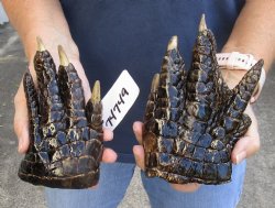 2 pc lot of Alligator Feet, Preserved with Formaldehyde 6-1/2 and 6 inches - $40/lot