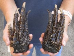 2 pc lot of Alligator Feet, Preserved with Formaldehyde 6-1/2 and 6-1/4 inches - $40/lot