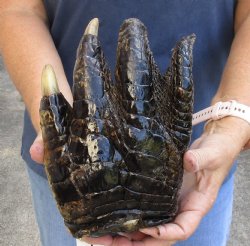 9-1/4" Alligator Foot, Preserved with Formaldehyde - $40