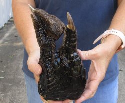 8-3/4" Alligator Foot, Preserved with Formaldehyde - $35