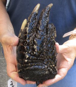 8" Alligator Foot, Preserved with Formaldehyde - $35