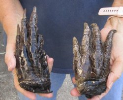2 Alligator Feet, Preserved with Formaldehyde 6 and 6-3/4 inches - $20 each