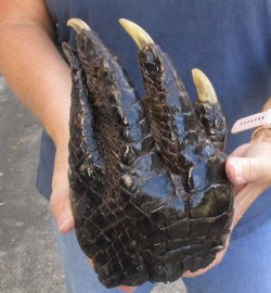 9-1/2" Alligator Foot, Preserved with Formaldehyde - $40