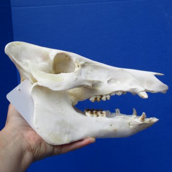 11" Wild Boar Skull - $40
