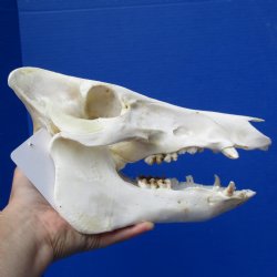 Wild Boar Skull, 11" - $40