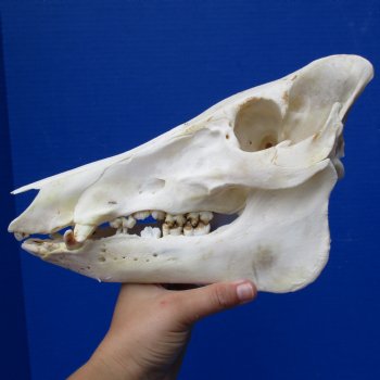 11" Wild Boar Skull - $40