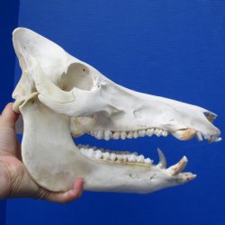 Wild Boar Skull, 12-1/2" - $50