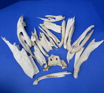 Assorted Box of Alligator Skull Pieces - $20