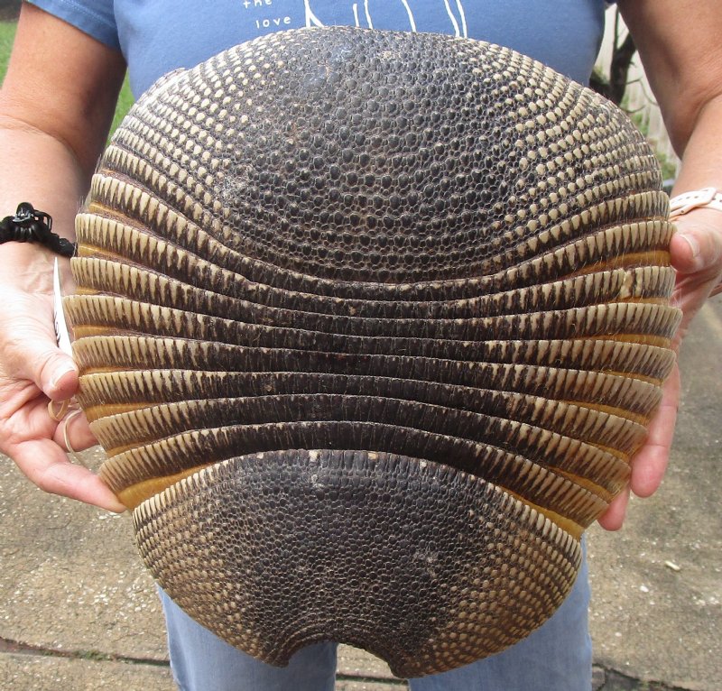 12 Armadillo Shell,cleaned