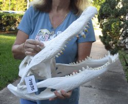 22 inch Beetle Cleaned Florida Alligator Skull - $365 (Signature Required)