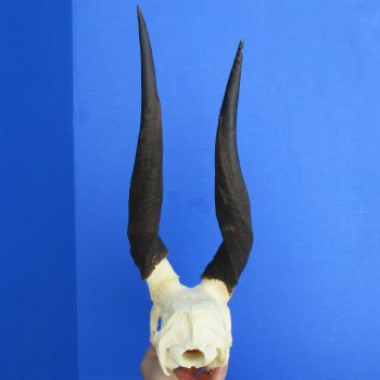 B-Grade Bushbuck Skull with 12-13" Horns - $60