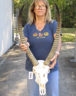 27 and 28 inch African Waterbuck Horns and Skull - $200