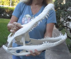 19-1/2 inch Beetle Cleaned Florida Alligator Skull - $220