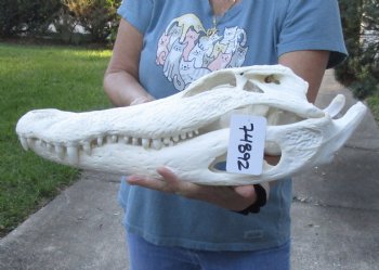 19-1/2 inch Beetle Cleaned Florida Alligator Skull - $220